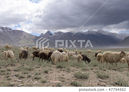 Kashmir goats in beautiful India landscape Kashmir goats in beautiful India landscape 47794882