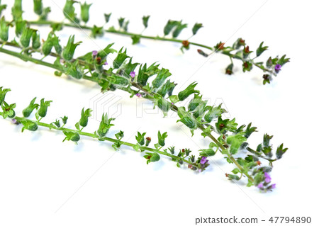 Hiraso (Hisashi Hisashi) 47794890