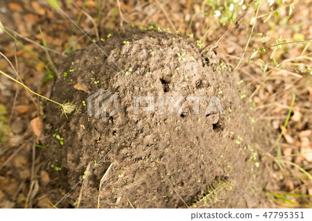 Anthill in the forest 47795351