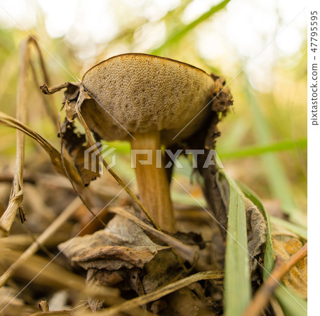Edible fungus grows in the woods 47795595