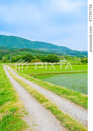 Rural landscape in early summer 47795756