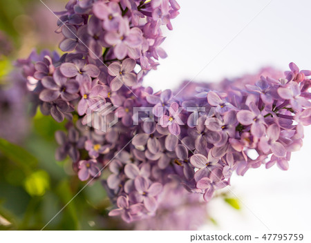Lilac flowers on a tree in spring 47795759