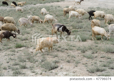 Kashmir goats in India landscape snow peaks Kashmir goats in India landscape snow peaks 47796074