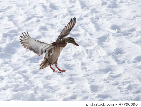 Duck flying against white snow in winter Duck flying against white snow in winter 47796096