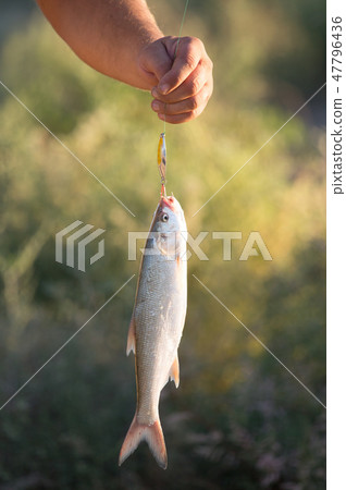 Fish caught on a metal spoon in the open air 47796436