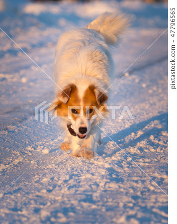 A dog in the rays of a sunset in the snow A dog in the rays of a sunset in the snow 47796565
