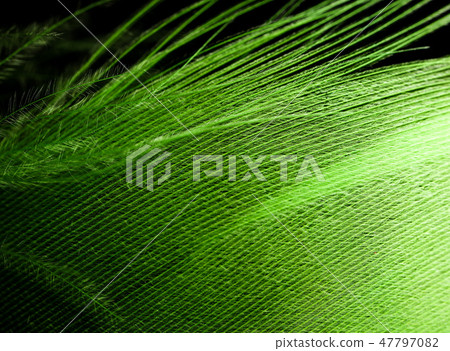 Green feather as an abstract background 47797082