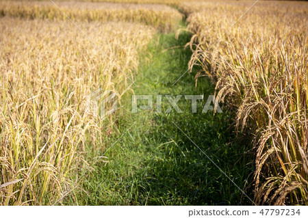 yellow rice in the field 47797234