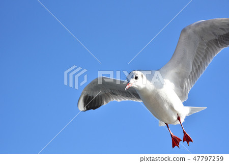 seagull seagull 47797259