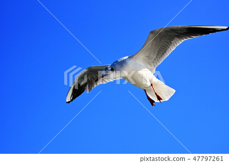 seagull 47797261