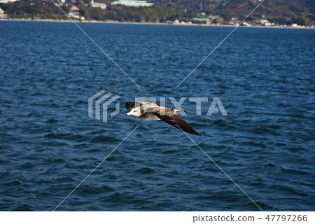 seagull seagull 47797266