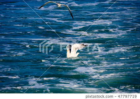 Seagull in the resort beach 47797719