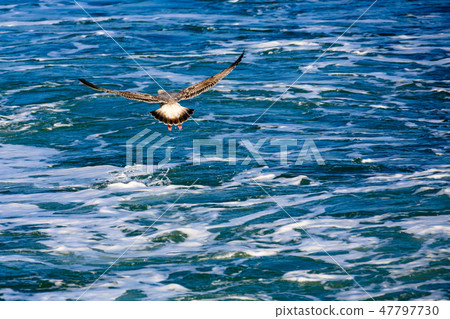 Seagull in the resort beach 47797730