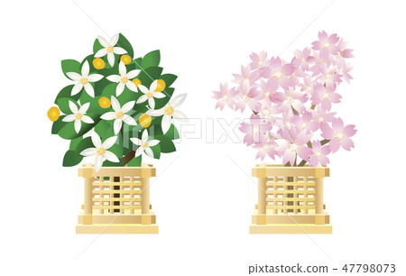 Tachibana and the cherry tree Tachibana and the cherry tree 47798073