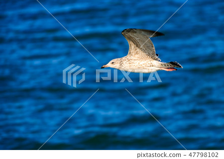 Seagull in the resort beach 47798102