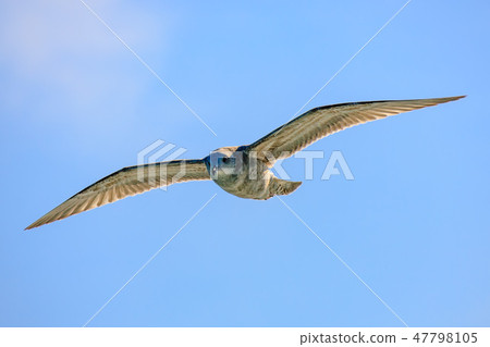 Seagull in the resort beach 47798105