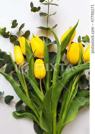 beautiful yellow tulips beautiful yellow tulips 47798271