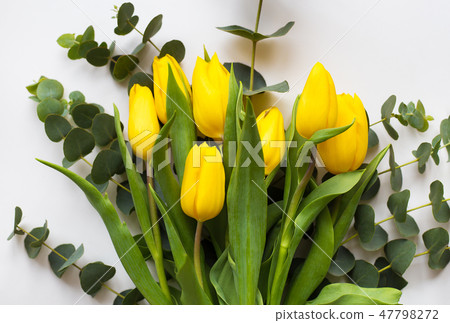 beautiful yellow tulips beautiful yellow tulips 47798272