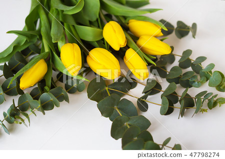 beautiful yellow tulips beautiful yellow tulips 47798274