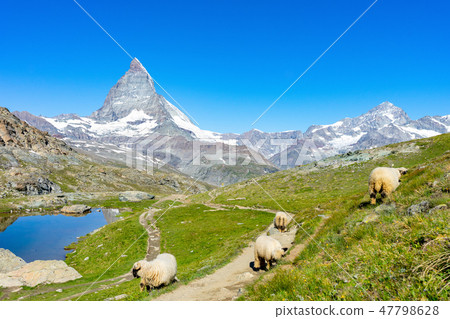 Matterhorn and sheep in Switzerland 47798628
