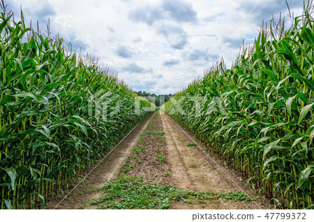 Agricultural field on which the green corn grows 47799372