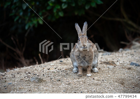 Wild rabbit relaxing on a sunny day Okunoshima rabbit island island winter time Seto Inland Sea Hiroshima prefecture Japan 47799434
