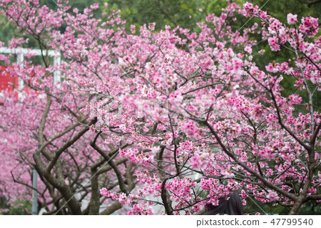 Beautiful cherry blossoms in Yangmingshan, Taiwan Beautiful cherry blossoms in Yangmingshan, Taiwan 47799540