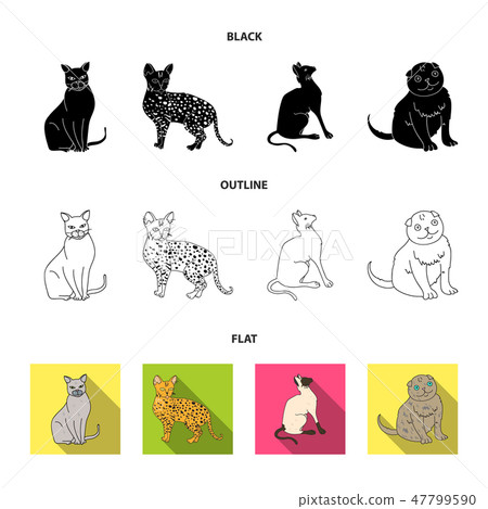 Siamese and other species. Cat breeds set collection icons in cartoon style vector symbol stock Siamese and other species. Cat breeds set collection icons in cartoon style vector symbol stock 47799590