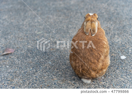 A wild rabbit relaxing on a sunny day Rear view Okunoshima rabbit island Winter time Seto Inland Sea Hiroshima prefecture Japan A wild rabbit relaxing on a sunny day Rear view Okunoshima rabbit island Winter time Seto Inland Sea Hiroshima prefecture Japan 47799866