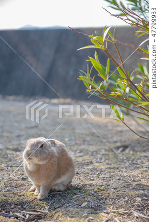放鬆在一個晴天Okunoshima兔子海島冬時瀨戶內海廣島縣日本亞洲的野生兔子 47799933