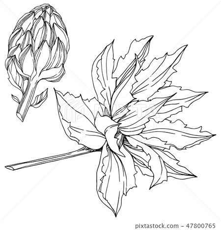 Vector Jungle botanical succulent flower. Black and white engraved ink art. Isolated succulents 47800765