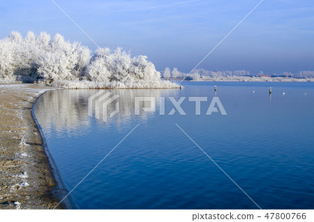 Frozen trees at the Klinkenbergerplas Oegstgeest Frozen trees at the Klinkenbergerplas Oegstgeest 47800766