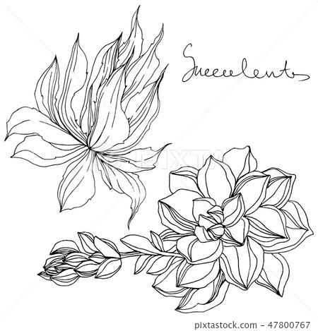 Vector Jungle botanical succulent flower. Black and white engraved ink art. Isolated succulents Vector Jungle botanical succulent flower. Black and white engraved ink art. Isolated succulents 47800767