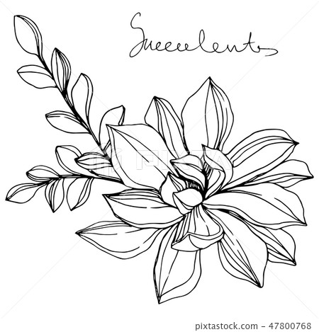 Vector Jungle botanical succulent flower. Black and white engraved ink art. Isolated succulents Vector Jungle botanical succulent flower. Black and white engraved ink art. Isolated succulents 47800768