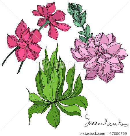 Vector Jungle botanical succulent flower. Engraved ink art illustration. Isolated succulents Vector Jungle botanical succulent flower. Engraved ink art illustration. Isolated succulents 47800769