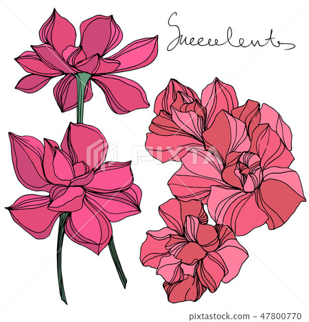 Vector Jungle botanical succulent flower. Engraved ink art illustration. Isolated succulents Vector Jungle botanical succulent flower. Engraved ink art illustration. Isolated succulents 47800770