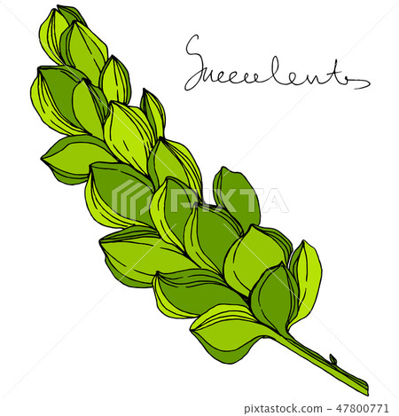 Vector Jungle botanical succulent flower. Engraved ink art illustration. Isolated succulents Vector Jungle botanical succulent flower. Engraved ink art illustration. Isolated succulents 47800771