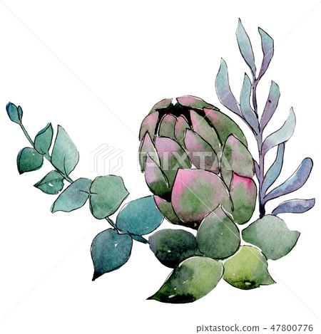 Succulent bouquet. Isolated succulent illustration background element. Watercolour drawing aquarelle Succulent bouquet. Isolated succulent illustration background element. Watercolour drawing aquarelle 47800776