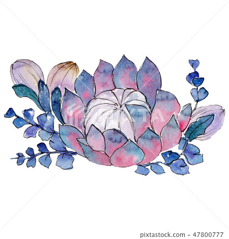 Succulent bouquet. Isolated succulent illustration background element. Watercolour drawing aquarelle Succulent bouquet. Isolated succulent illustration background element. Watercolour drawing aquarelle 47800777