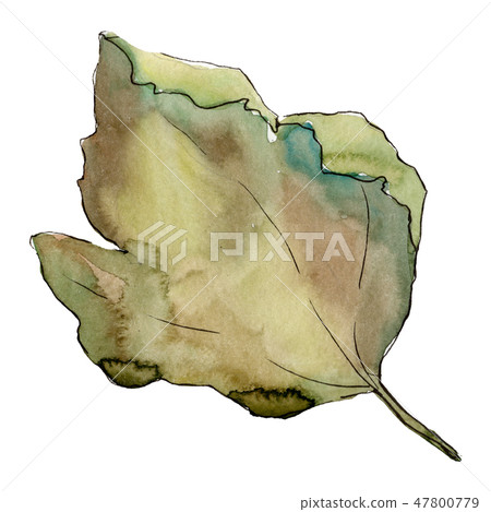 Isolated gooseberry green leaves illustration element. Watercolor background illustration set. Isolated gooseberry green leaves illustration element. Watercolor background illustration set. 47800779