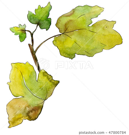 Isolated gooseberry green leaves illustration element. Watercolor background illustration set. Isolated gooseberry green leaves illustration element. Watercolor background illustration set. 47800784