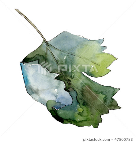 Isolated gooseberry green leaves illustration element. Watercolor background illustration set. Isolated gooseberry green leaves illustration element. Watercolor background illustration set. 47800788