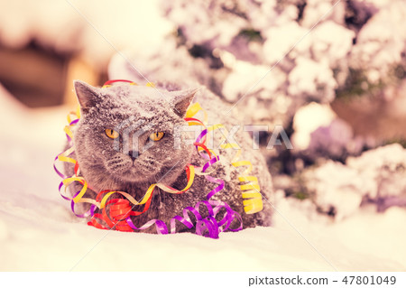Portrait of the cat wrapped in serpentine 47801049