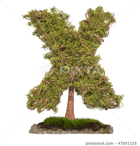 Tree letter X. Tree in shaped of letter X Tree letter X. Tree in shaped of letter X 47801328