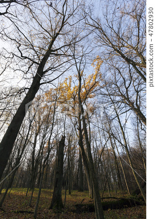 trees in the autumn season 47802930