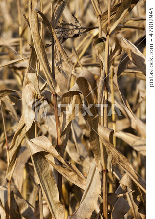 Dried corn in a field Dried corn in a field 47802945
