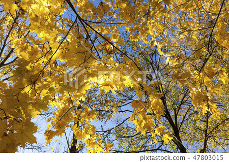 Yellowed foliage 47803015