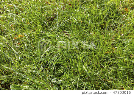 agricultural field with green grass agricultural field with green grass 47803016