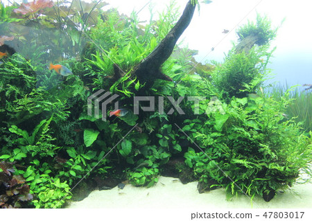 熱帶魚 熱帶魚 47803017