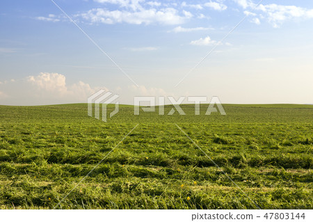 agricultural field with green grass agricultural field with green grass 47803144